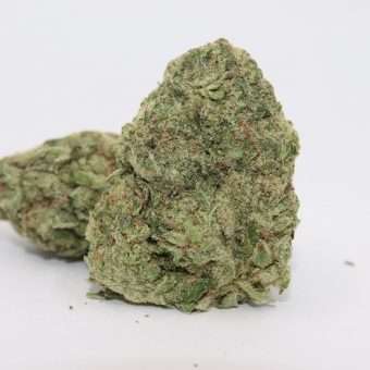 White Buffalo